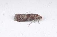 Phycita roborella