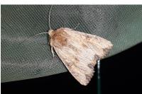 Apamea sublustris