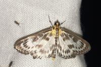 Anania hortulata