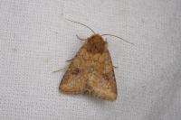 Atypha pulmonaris