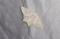 Ourapteryx sambucaria
