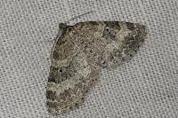 Pterapherapteryx sexalata