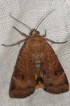 Noctua interposita
