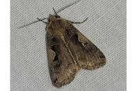 Xestia c-nigrum