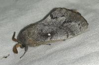 Dendrolimus pini pini