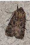 Sideridis reticulata