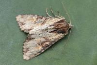 Apamea crenata