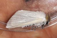 Leucoma salicis