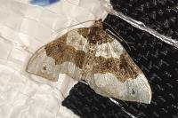 Cosmorhoe ocellata