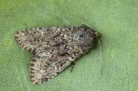 Apamea zeta