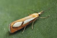 Catoptria conchella