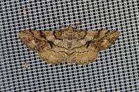 Peribatodes secundaria