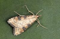 Udea costalis