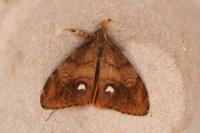 Orgyia antiqua