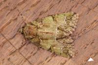 Polyphaenis sericata