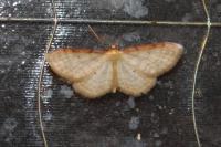 Idaea humiliata