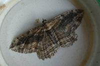 Philereme transversata