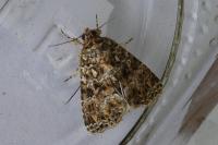 Callopistria latreillei