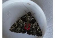 Catocala promissa