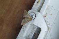 Endotricha flammealis