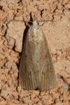 Calamotropha paludella
