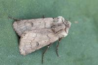 Agrotis cinerea