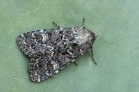 Apamea maillardi