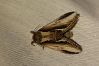 Pheosia gnoma