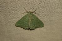 Pseudoterpna pruinata
