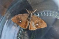 Orgyia antiqua