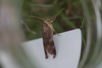 Noctua janthe/janthina
