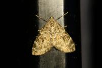 Thera britannica/variata