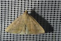 Zanclognatha lunalis