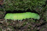 Phlogophora meticulosa
