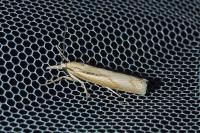 Pediasia aridella