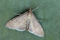 Anania terrealis