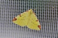 Opisthograptis luteolata