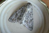 Acronicta aceris