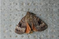 Amphipyra pyramidea/Amphipyra berbera
