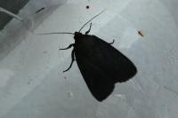 Amphipyra livida