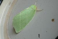 Bena bicolorana