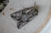 Chloantha hyperici