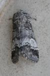 Drymonia querna