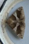 Dysgonia algira
