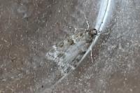 Eudonia