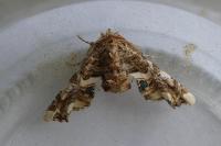 Eutelia adulatrix