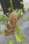 Noctua fimbriata/tirrenica