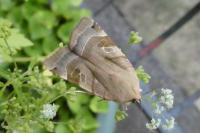 Noctua fimbriata/tirrenica