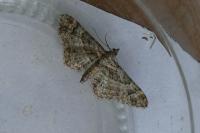 Gymnoscelis rufifasciata