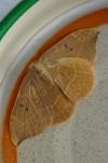 Watsonalla binaria
